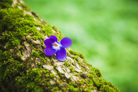 Composition with violet flower on the tree barkの写真素材