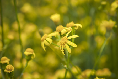 Close up photo of yellow camomile flowersの写真素材
