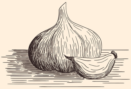 Hand drawn garlicのイラスト素材