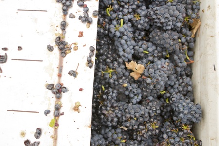 Heaps of wine grape bunches in the vineyard.の写真素材