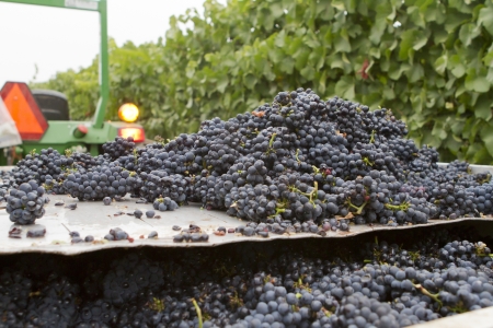 Heaps of wine grape bunches in the vineyard.の写真素材