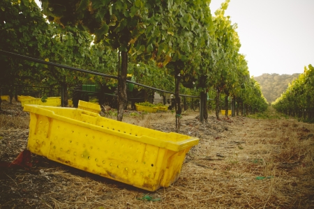 Early morning grape harvest of Chardonnay grapes の写真素材