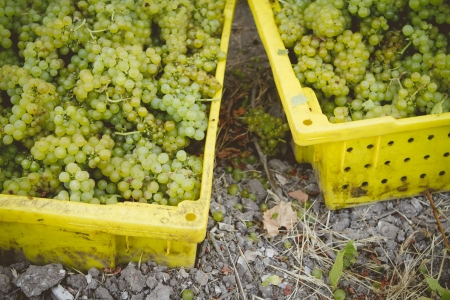 Early morning grape harvest of Chardonnay grapes の写真素材