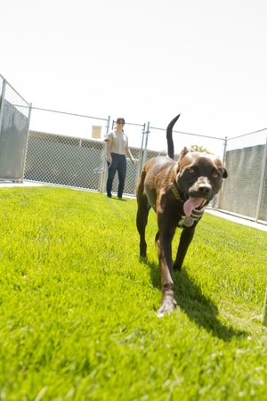 An adult pit bull mix plays in an enclosure with a staff member の写真素材