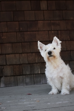 An adult Westie after his bath and haircut.の写真素材