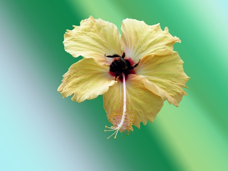 Bee on gumamela flowerの写真素材