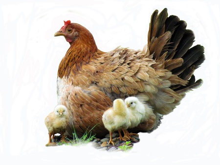 Observant hen with her chickens                               の写真素材
