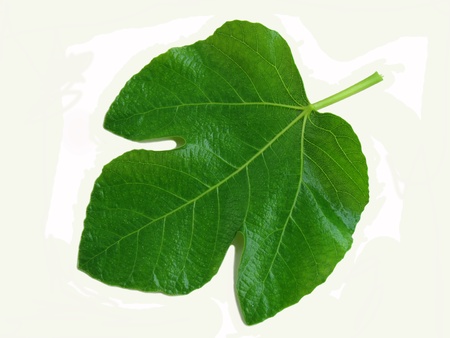 Fresh green fig leaf with white background                                の写真素材