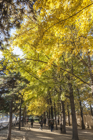 ginkgo treesのeditorial素材