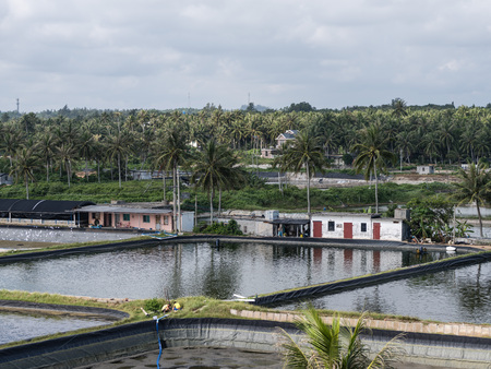 Fish ponds and houses in a farm