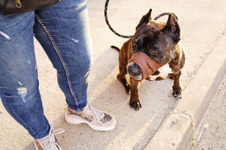 Woman walking dog during sunset confinement taking advantage of the last hours of sunの写真素材