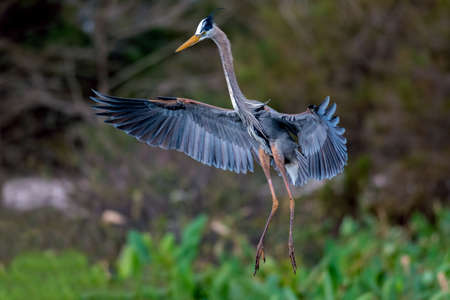 Grey heron (Ardea cinerea) landing on its nestの写真素材