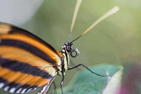 Butterfly posed on a leafの写真素材