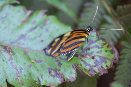 Butterfly posed on a leaf