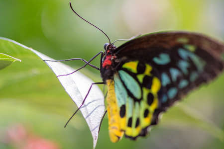 Butterfly posed on a leaf