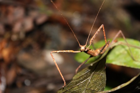 Stickbug