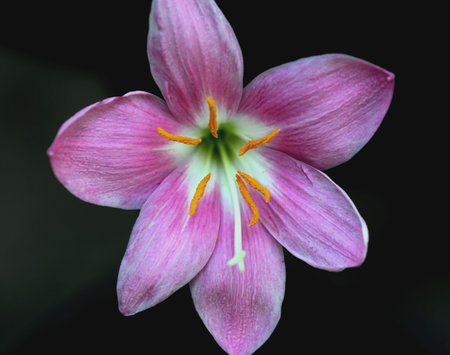 A Pink lily on black background, close-up of a flower.の写真素材