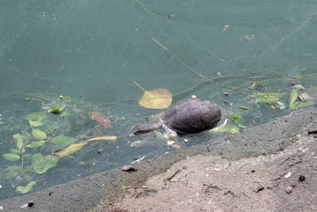 A turtle dead because waste water in the river.の写真素材