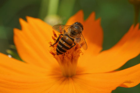 A Bee on a flower in the garden, macro of a  shallow depth of field.