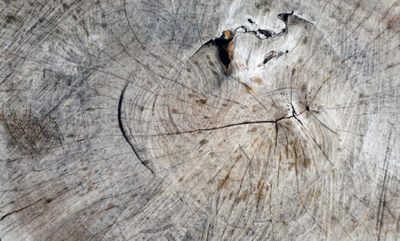 A wooden texture of a cut tree trunk for textured and backgrounds.の写真素材