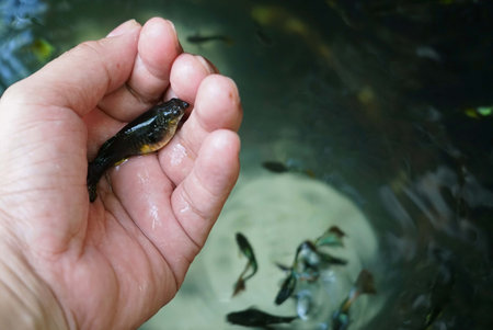 A fish in hand on a background of water, the concept of fishing.の写真素材