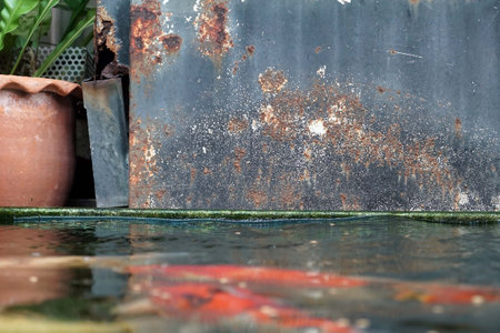 A fishs  swimming in the pond with rusty metal sheet background in the garden