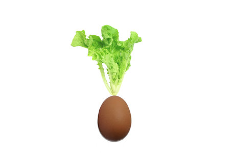 A egg with lettuce leaf isolated on white background, food healty concepts.の写真素材