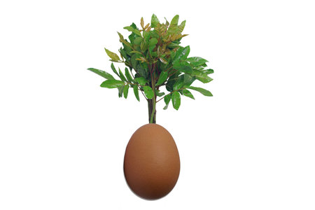A egg with a native vegetables leaf isolated on white background, healty concepts.の写真素材