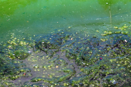 A green algae in the water on the surface of the pond, abstract background.の写真素材