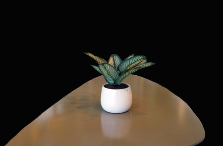 Indoor plant in a white pot on a table against a black backgroundの写真素材