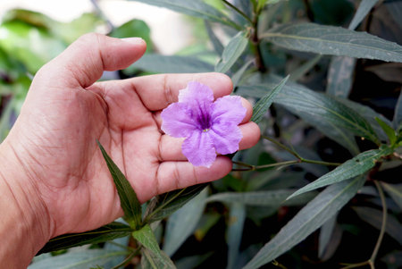 A purple flower in hand on nature background, environment concept.の写真素材