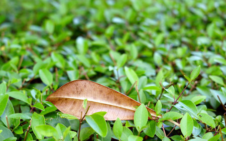Close up a dry leaf falling on green leaf background, different of dry and abundant concepts.の写真素材