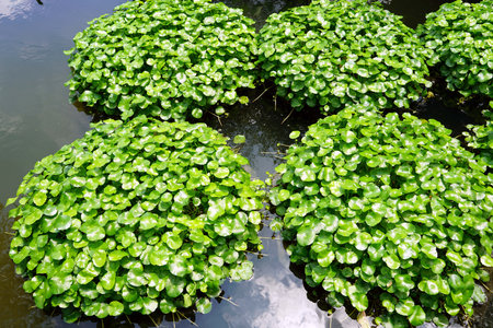 A lot of a hyacinth in a cement of the pond in the garden, Thailand,Asia.の写真素材