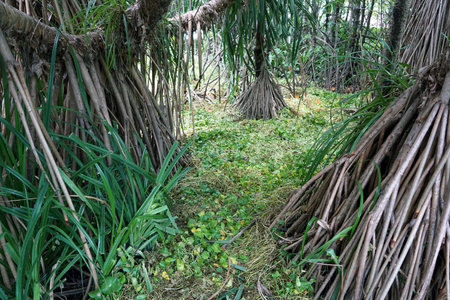 Mangrove forest with grass and plants in the morning.の写真素材