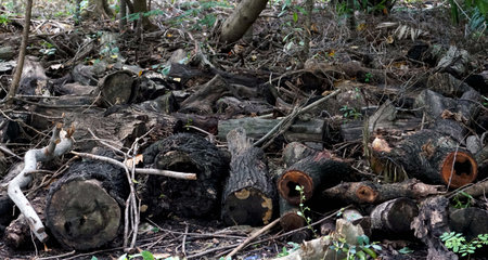 Old logs that were cut and left in the forest, environment concepts.