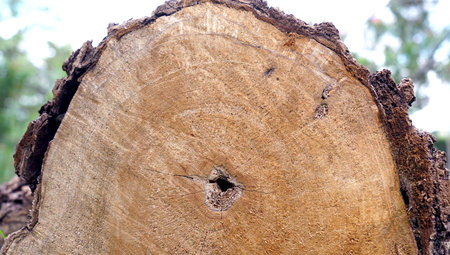 Close up a cut tree lies down in the grounds in the park.の写真素材