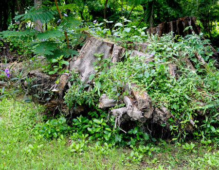 Close up an old tree stump in the garden nature background with copy space.の写真素材