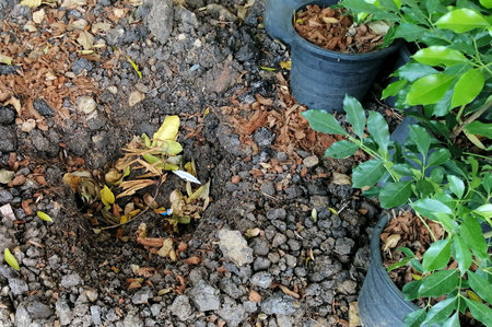 Preparing a plant seedling in pot to soil ground with green leaf background, environment concepts.の写真素材