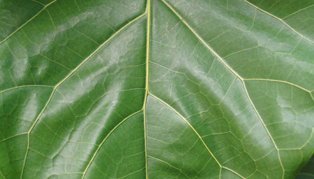 Close up of a big green leaf texture background, nature and environment concept.