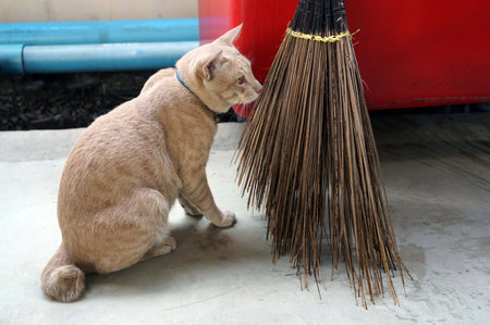Cute cat beside a equipment cleaning the floor with a broom in the cement floor.の写真素材