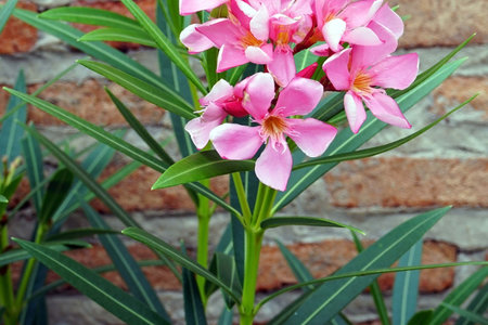 Pink oleander flower in garden with brick wall background.