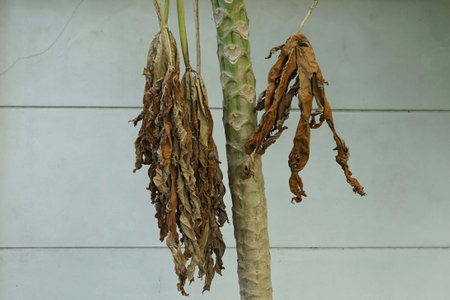 Close up dried leaves of a papaya tree in the garden, environment concepts.の写真素材