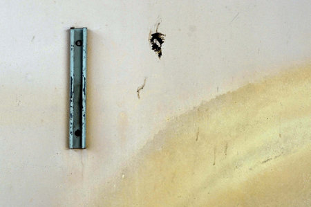 Ants and black ants on the wall, closeup of photoの写真素材