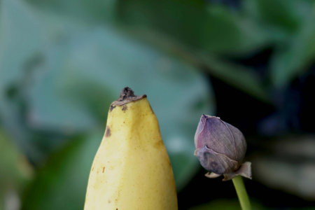Banana and Lotus flower in the garden. Close-up.の写真素材