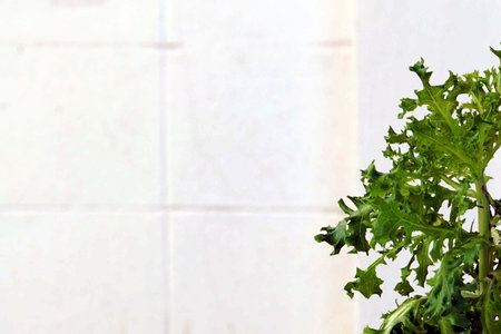 Close up of fresh green salad leaves on white tile wall background.