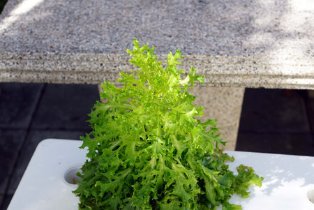 Lettuce growing on the terrace of a modern house.の写真素材