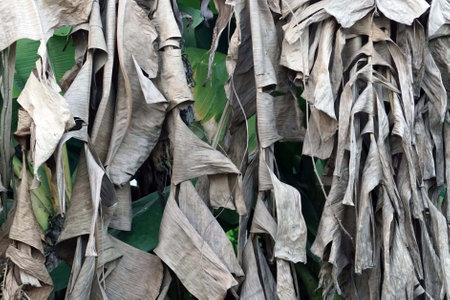 A lot of dry banana leaves on the banana tree field in the gardenの写真素材