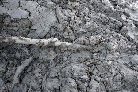 Dry tree roots in the field, closeup.
