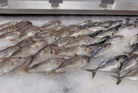 Fresh fish on ice in the supermarket, closeup of photo.