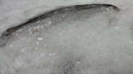 Fresh raw fish on ice in the market, closeup of photoの写真素材